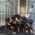 ROTTWEILER FOR SALE CONTACT ME FB/IG: heskingjc-1