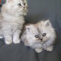 Pure Persian breed kittens for sale.-1