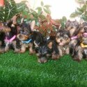 Yorkshire terrier ( yorkie )-0