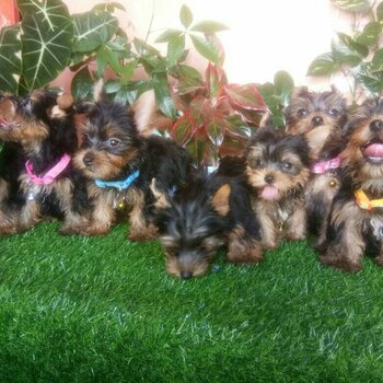 Yorkshire terrier ( yorkie )