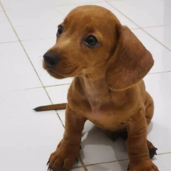 Daschund Puppies