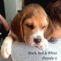 Beagle Pups for Sale -4