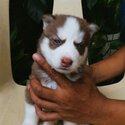 Siberian Husky Puppies-4