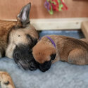 Male and female Belgian malinois puppies for lovely new homes -4