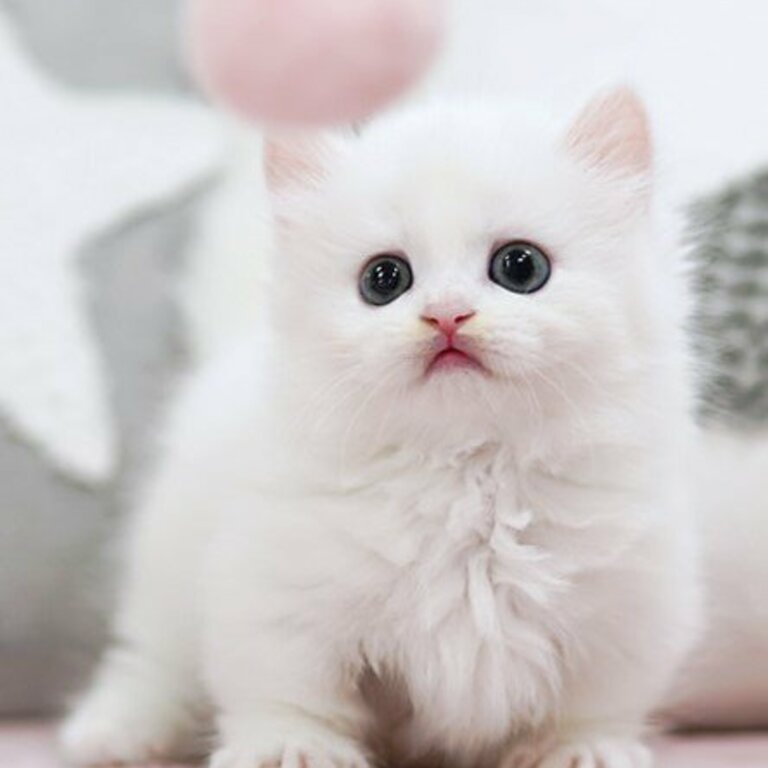 Munchkin kitten Ready 