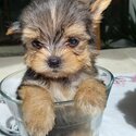 Miniature Yorkshire Terrier -2