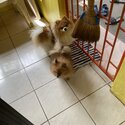 Male Pure Pomeranian from Thailand with papers-4