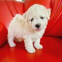 BEAUTIFUL BICHON FRISE MALE &amp; FEMALE -2