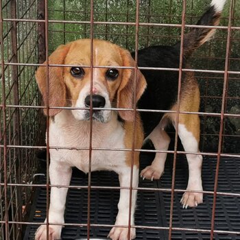 Beagle female young adult