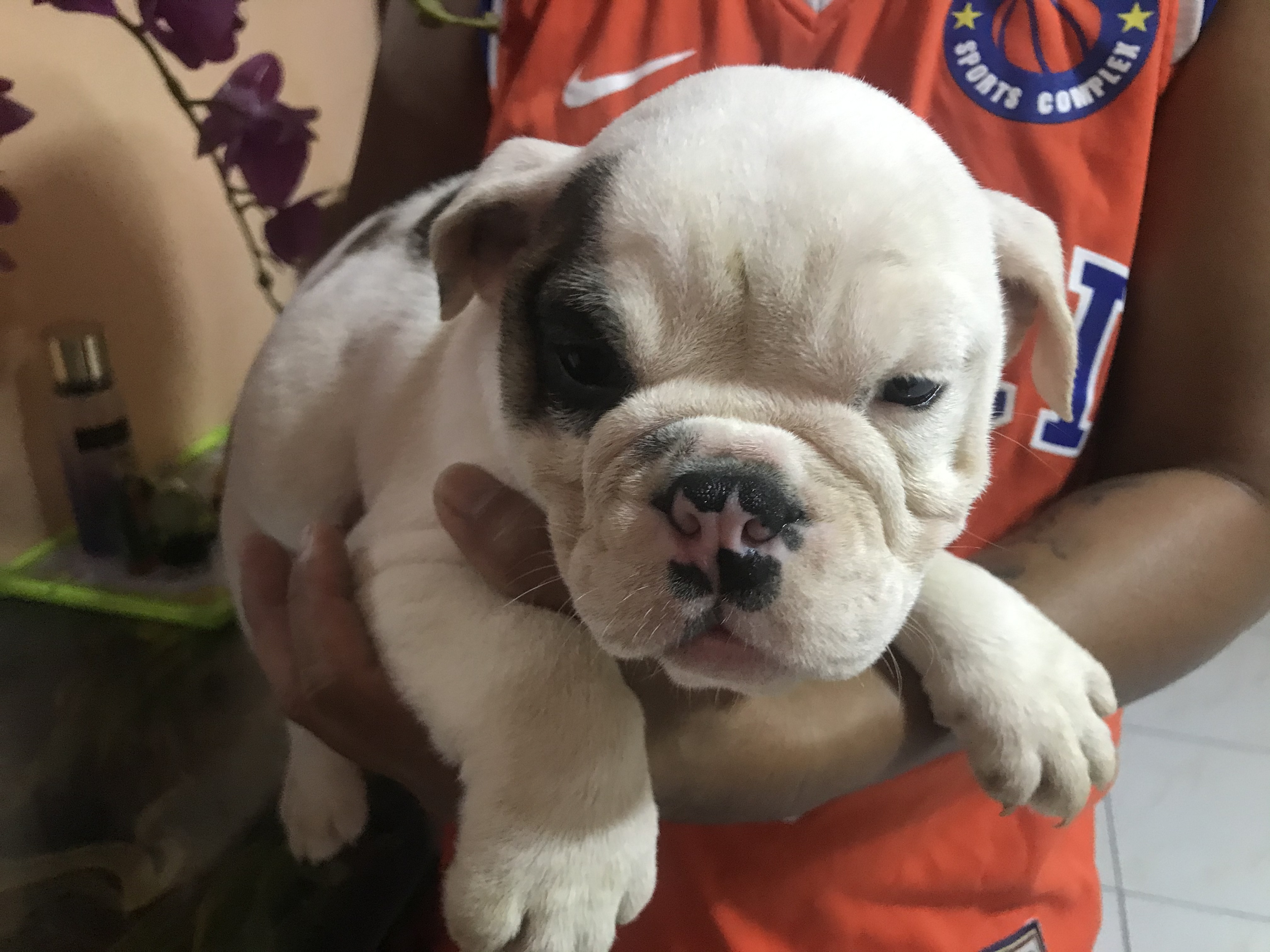 Pure English Bulldog Puppies