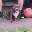 Female American Bully (Ready to breed)-1