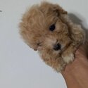 New fur parents for toy poodle puppy-0