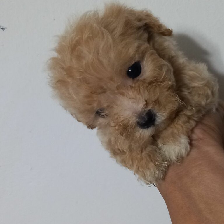 New fur parents for toy poodle puppy