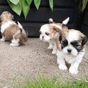 Stunning small size shihtzu for rehoming-1