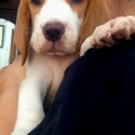 Beagle Pups for Sale -1