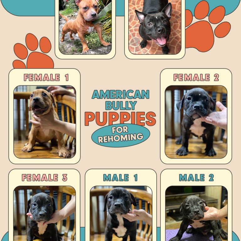 American Bullies for rehoming!