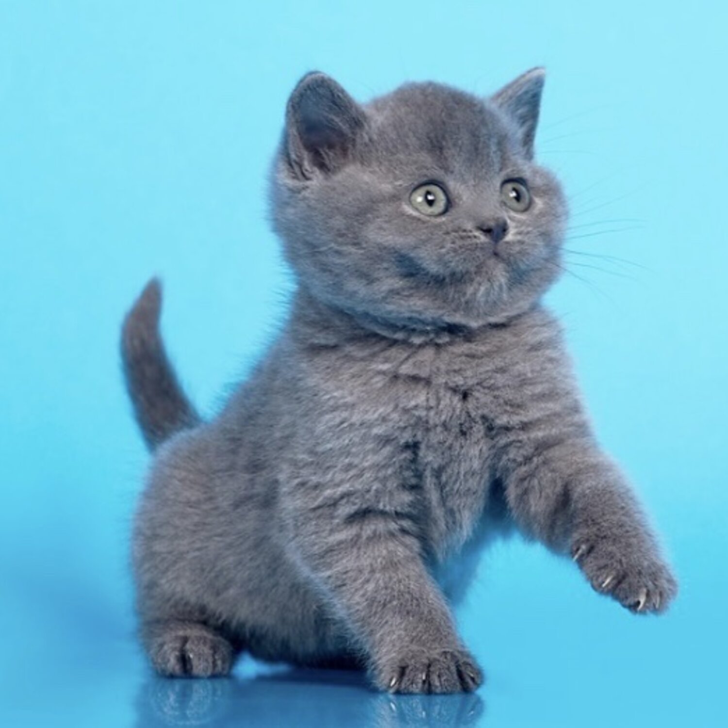 Two Amazing British Shorthairs Available