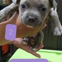 american bully pocket type-1