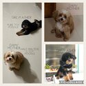 1/4 MALTESE &amp; 3/4 TOY POODLE PUPPIES-5