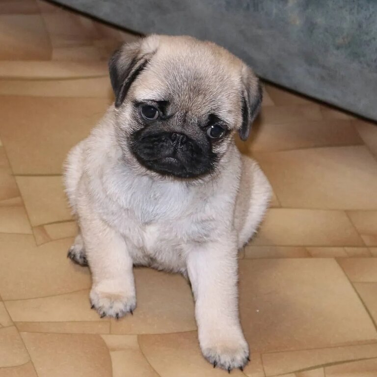 Pugs puppies