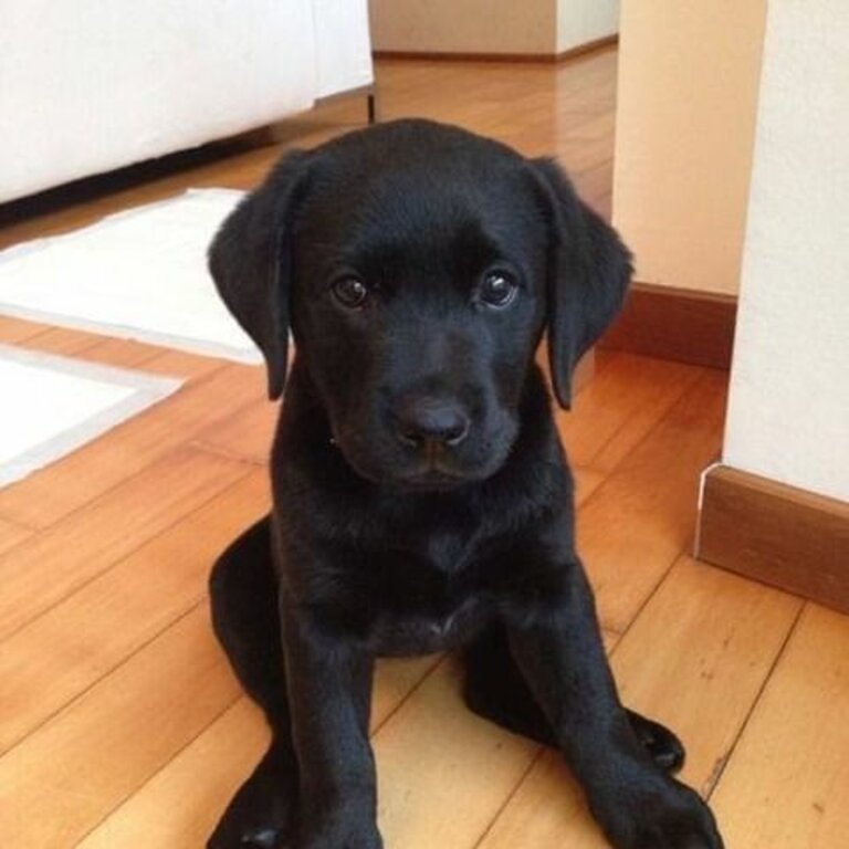   LABRADOR RETRIVER PUPPIES 