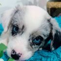 Blue Merle Cardigan corgi puppies for sale! 😍 😍😍 Dasmariñas, Cavite area prices are negoti-3