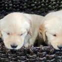 Golden retrivers puppies availible for adoption-0