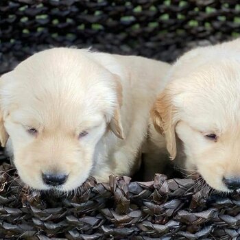 Golden retrivers puppies availible for adoption