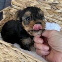 Yorkshire Terrier for sale-3