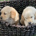 Golden retrivers puppies availible for adoption-2