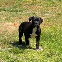  American Bulldog puppy-1