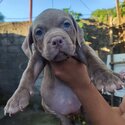 American bully puppies -1