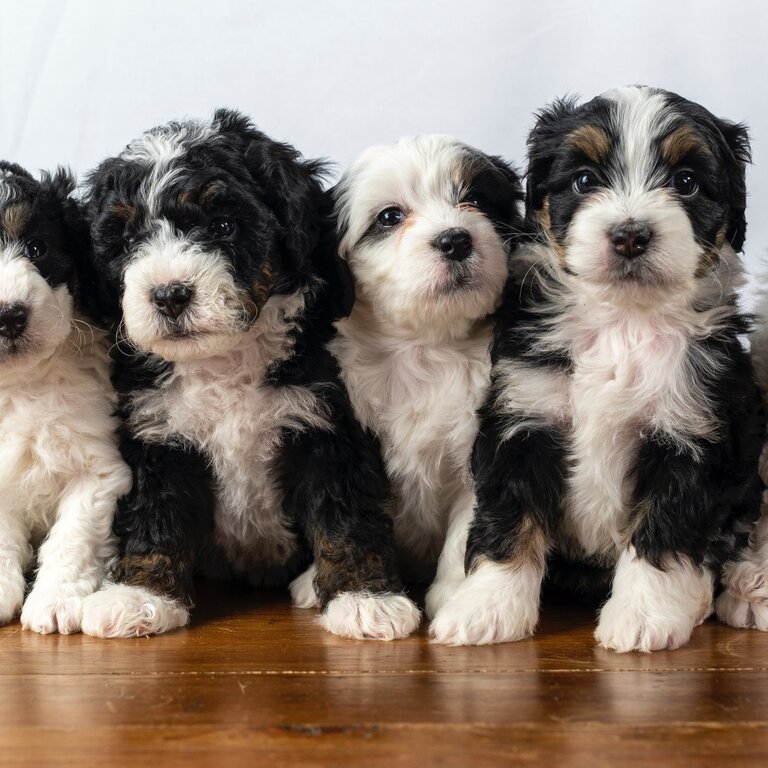 Bernedoodle puppy for sale male &amp; female 