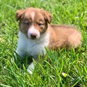 Border collie Puppies-1