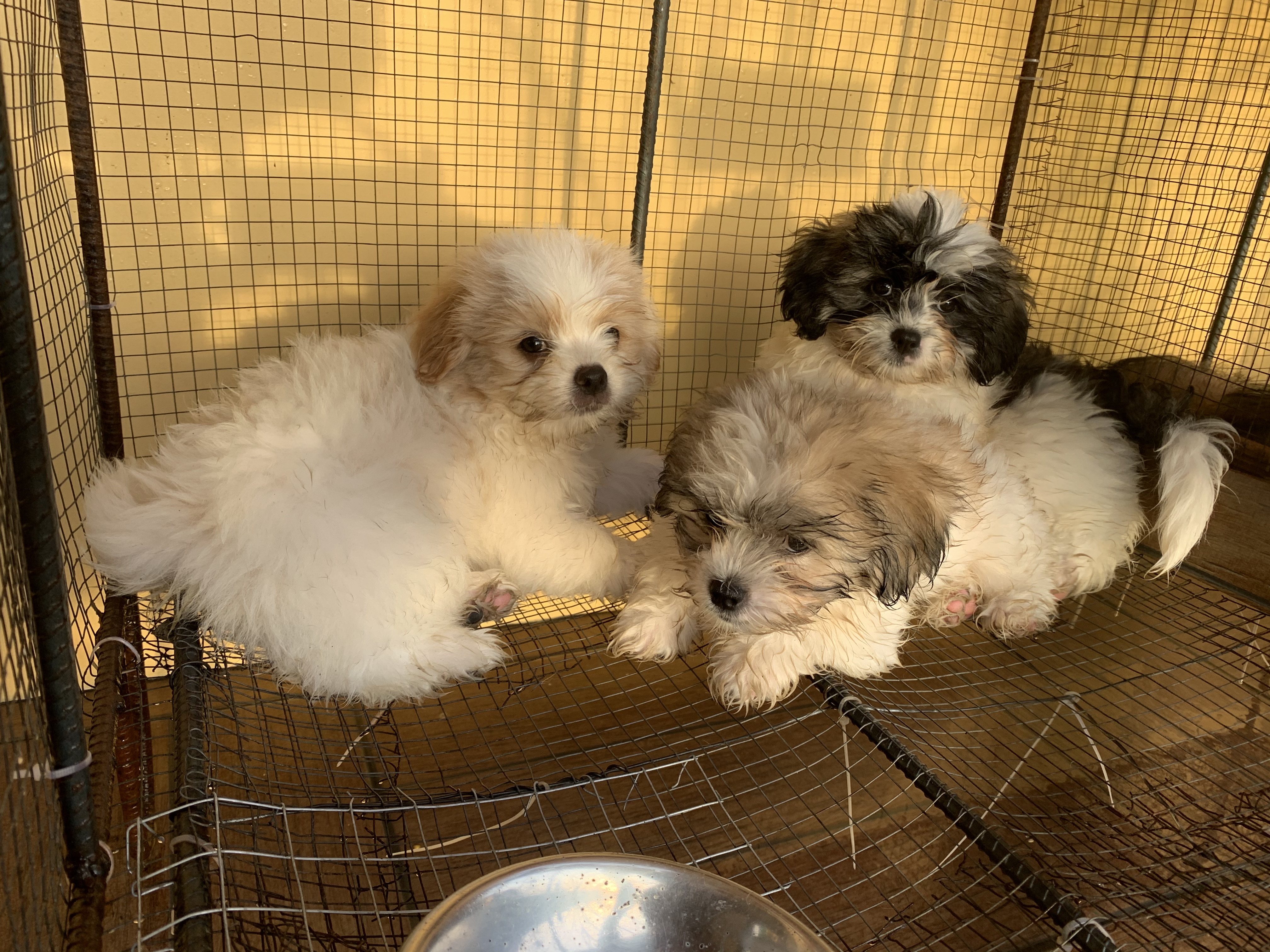 Maltese -Shih Tzu breed