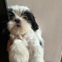 Male Shih Tzu-1