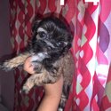 shih tzu puppies for sale-2