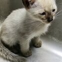 Purebreed Siamese Kittens-1