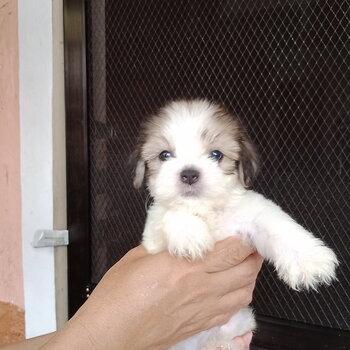 Purebred lhasa apso puppies