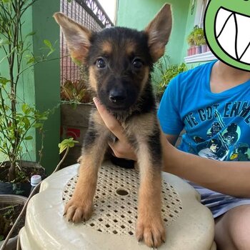 German Shepherd Puppies