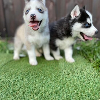 2 Stunning Siberian husky puppies ready to leave