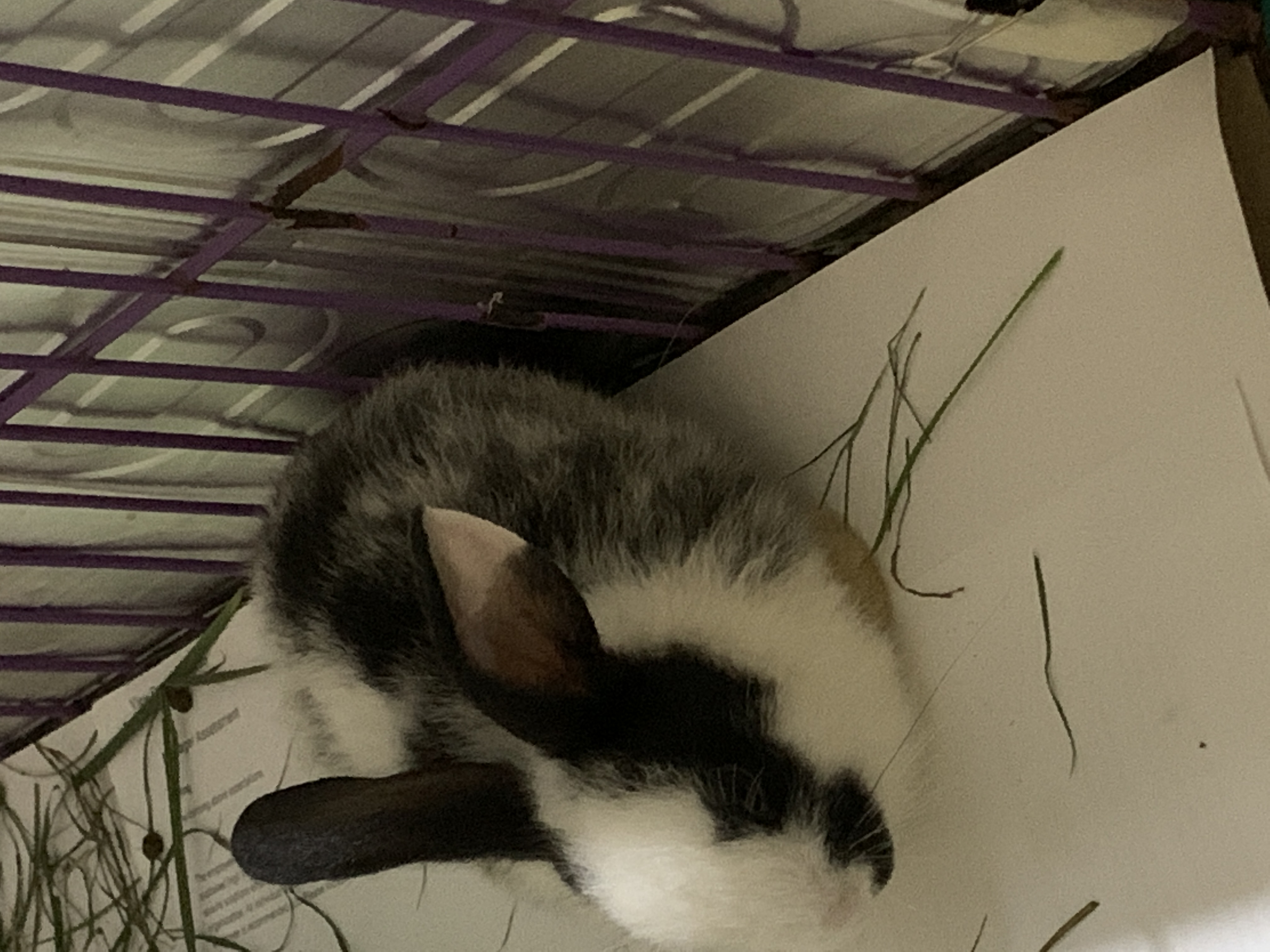 Baby male Newzealand rabbit