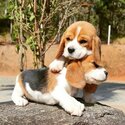  Beautiful beagle female puppy. Ready to go-2