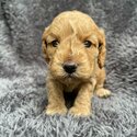 Beautiful quality Cavoodle puppies for sale -0