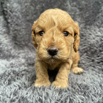 Beautiful quality Cavoodle puppies for sale 