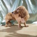 Mini Dachshund English Cream Long Hair Puppies Dogs for sale-5