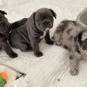 French Bulldog Puppies-0