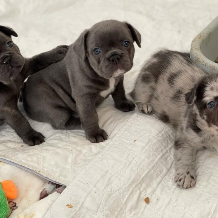 French Bulldog Puppies