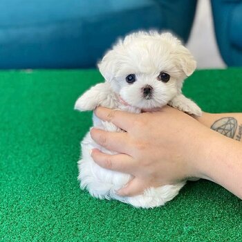 Gorgeous Maltese girls for sale