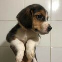 Pure bred beagle female-5